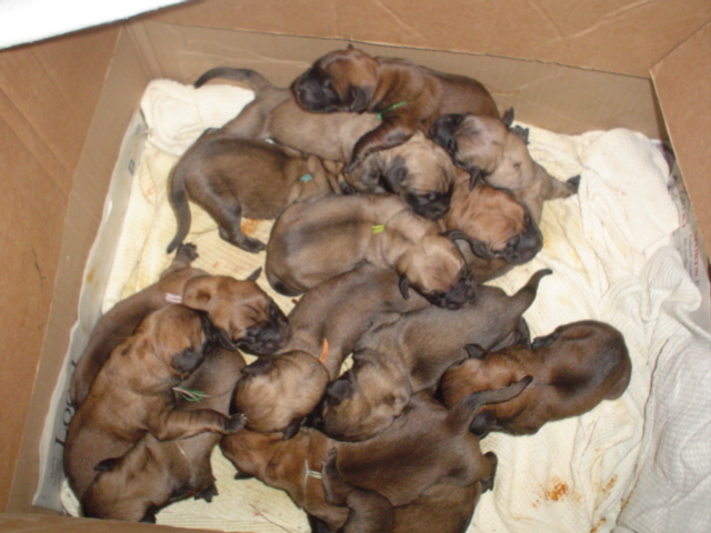 14 pups