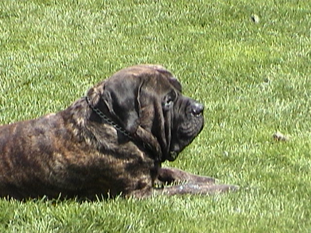 webster