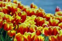 Tulips are beautiful flowers!!!