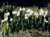 These pretty little ones herald spring
