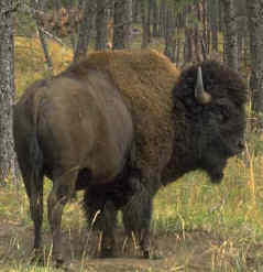 BUFFALO