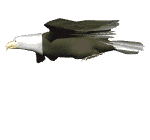 eaglesoaring