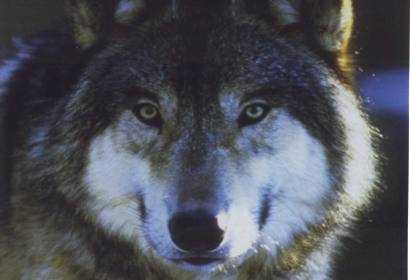wolf