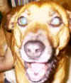 happydog.jpg (5481 bytes)