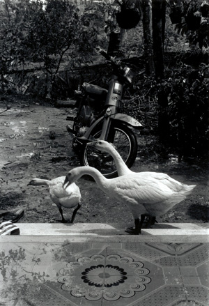 Geese
