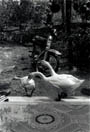 Geese