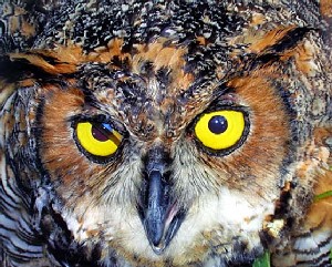 Owl