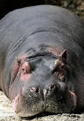 Sleeping Hippo