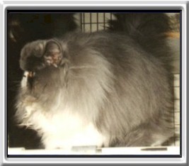 Hearts Desire