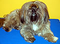day trading tutor dog rio