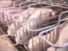 where sows will spend their short lives