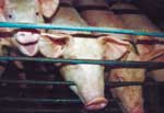 pigs on their way to being slaughtered