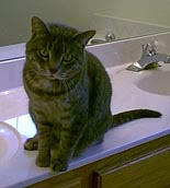Miss Cotton, rescued from the animal shelter, only to be returned after we decided to move.