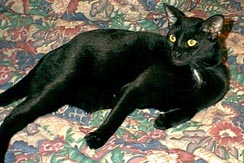 Oliver lasted longer, only to suffer a similar fate to Miss Cotton.