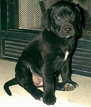 Princess, our latest family member, we plan to keep her, so long as she stops shi##ing on the carpet!