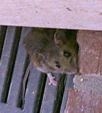 Our uninvited guest!