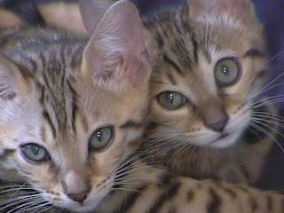kittens