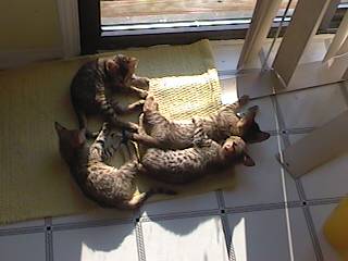 kittens
