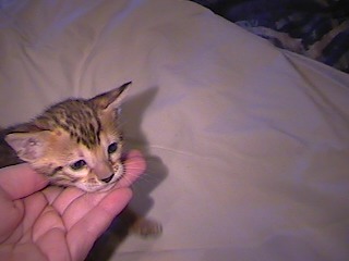kittens