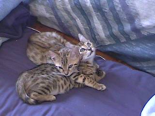 sleeping