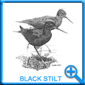 BLACK STILT