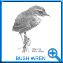 BUSH WREN