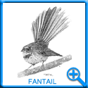 FANTAIL