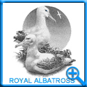 ROYAL ALBATROSS