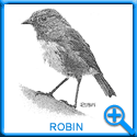ROBIN