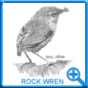 ROCK WREN