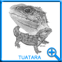TUATARA