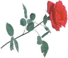 The Rose of Love