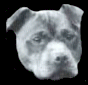 Welcome To DBD Kennels