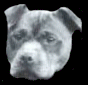 Welcome To DBD Kennels