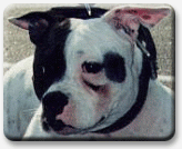 Welcome To Gamedogs Inc