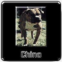Chino