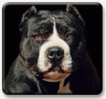 Welcome To Gamedogs Inc