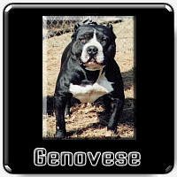 Genovese