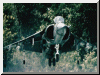 AV-8B-Harrier 