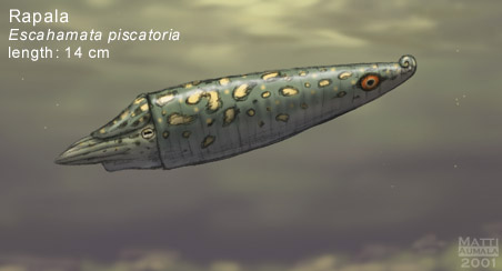 Rapala