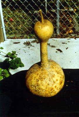 Dipper Gourd