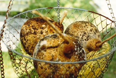 Three Gourds