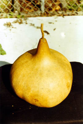 Pumpkin Gourd