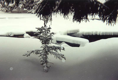 Lil' Tree