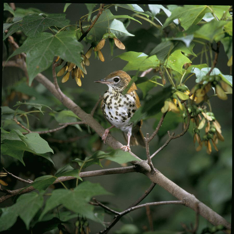 Wood Thrush