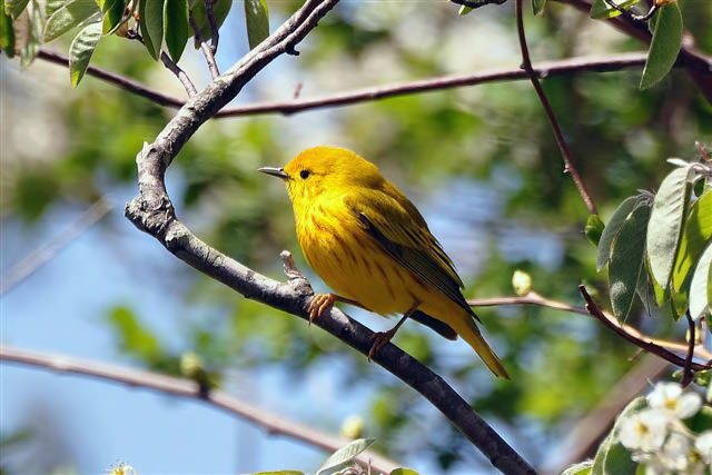 Yellow Warbler