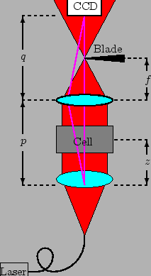 \begin{figure}\begin{center}
\begin{picture}(150,250)(0,0)
\blacken\color{red}\p...
...7)
\put(65,120){Cell}
\put(83,202){Blade}
\end{picture}\end{center}
\end{figure}