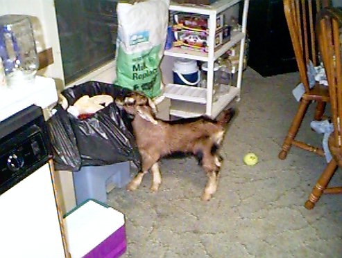 To view some HOUSEGOATS
