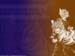 DBZ_Wallpaper_6