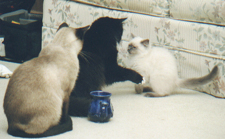 Cato patiently waiting in line to beat up the new kitten.&nbsp; It's Bruno's turn right now!